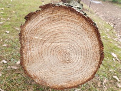 Pinus pungens borovice pichlavá - 28 let řez